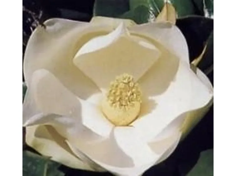 magnolia