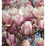 Magnolia soulangeana