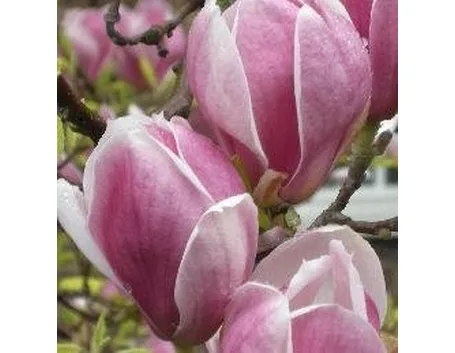 Fiori di magnolia