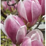 Fiori di magnolia