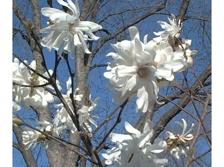 Magnolia