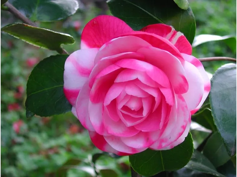 camelia