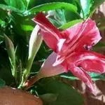 fiore