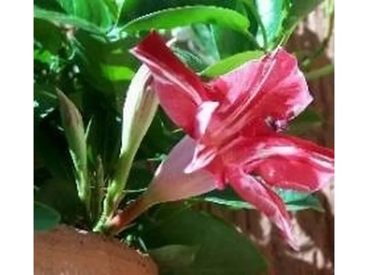 fiore