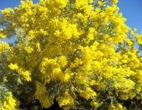 Mimosa