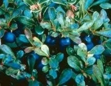 Mirtilli
