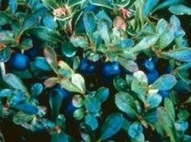 Mirtilli