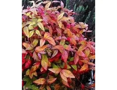 Nandina domestica