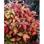 Nandina domestica