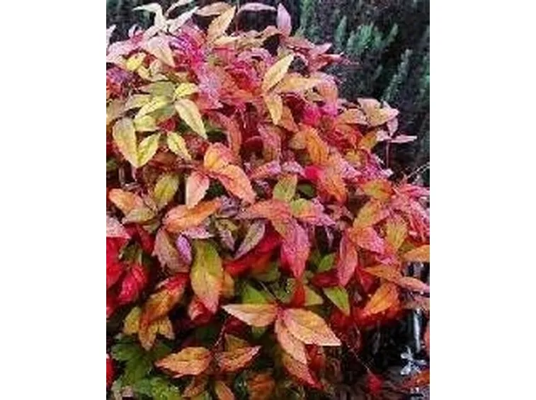 Nandina domestica