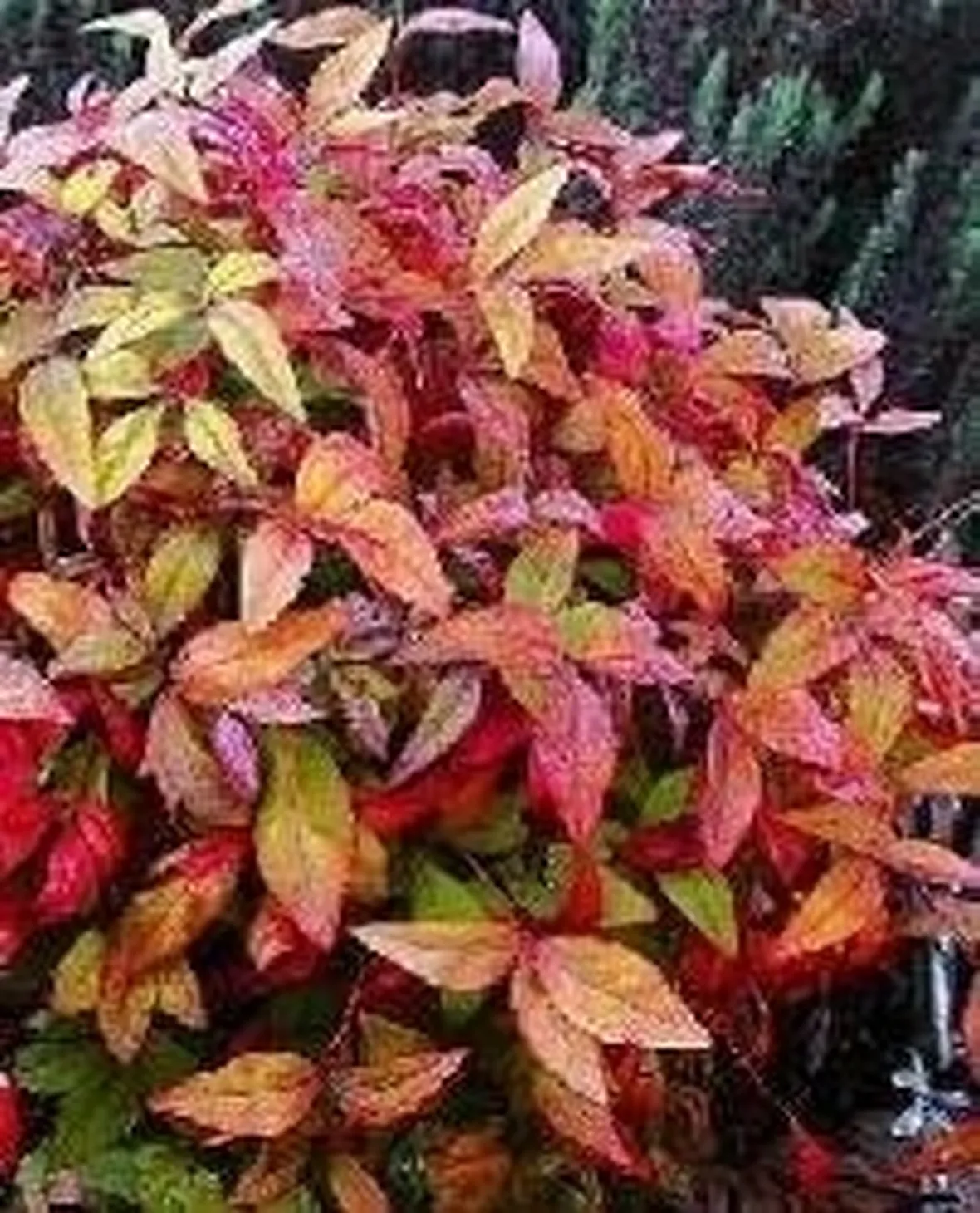 Nandina domestica