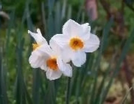 narcisi