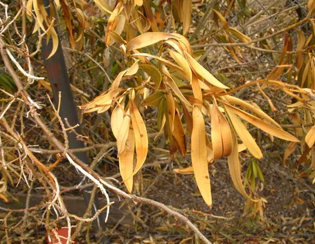 Foglie gialle oleandro
