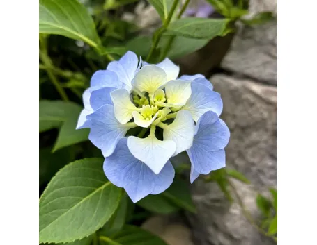 ortensia