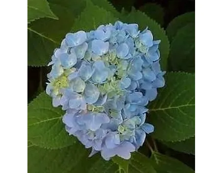 Ortensia