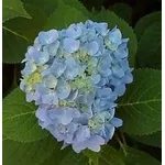 Ortensia