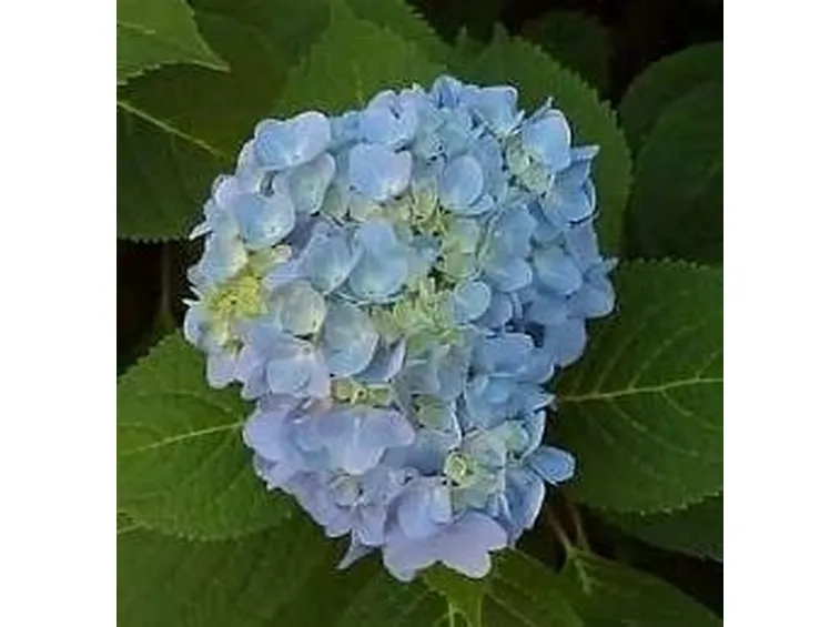 Ortensia