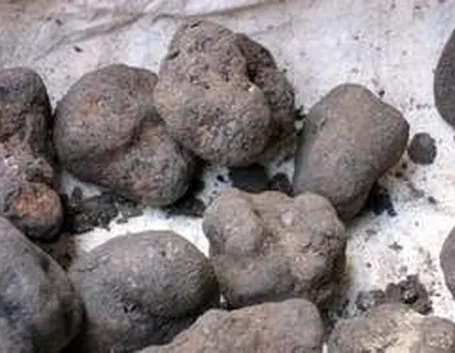 tartufo
