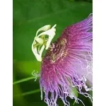 Fiore di passiflora
