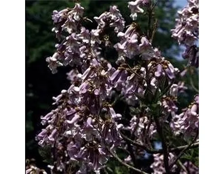 Paulownia