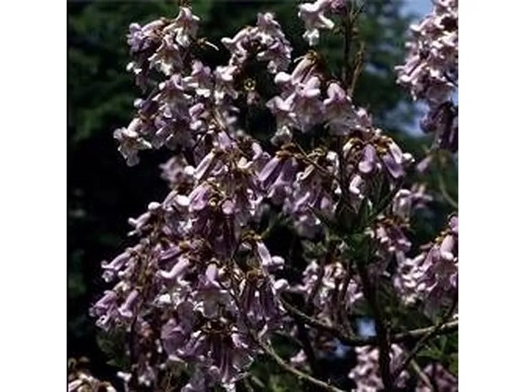 Paulownia