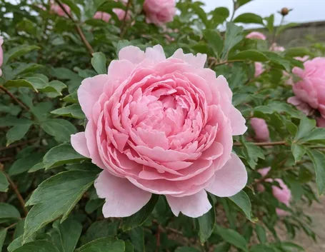 Peonia fiore