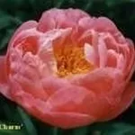Peonia in fiore