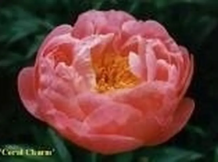 Peonia in fiore