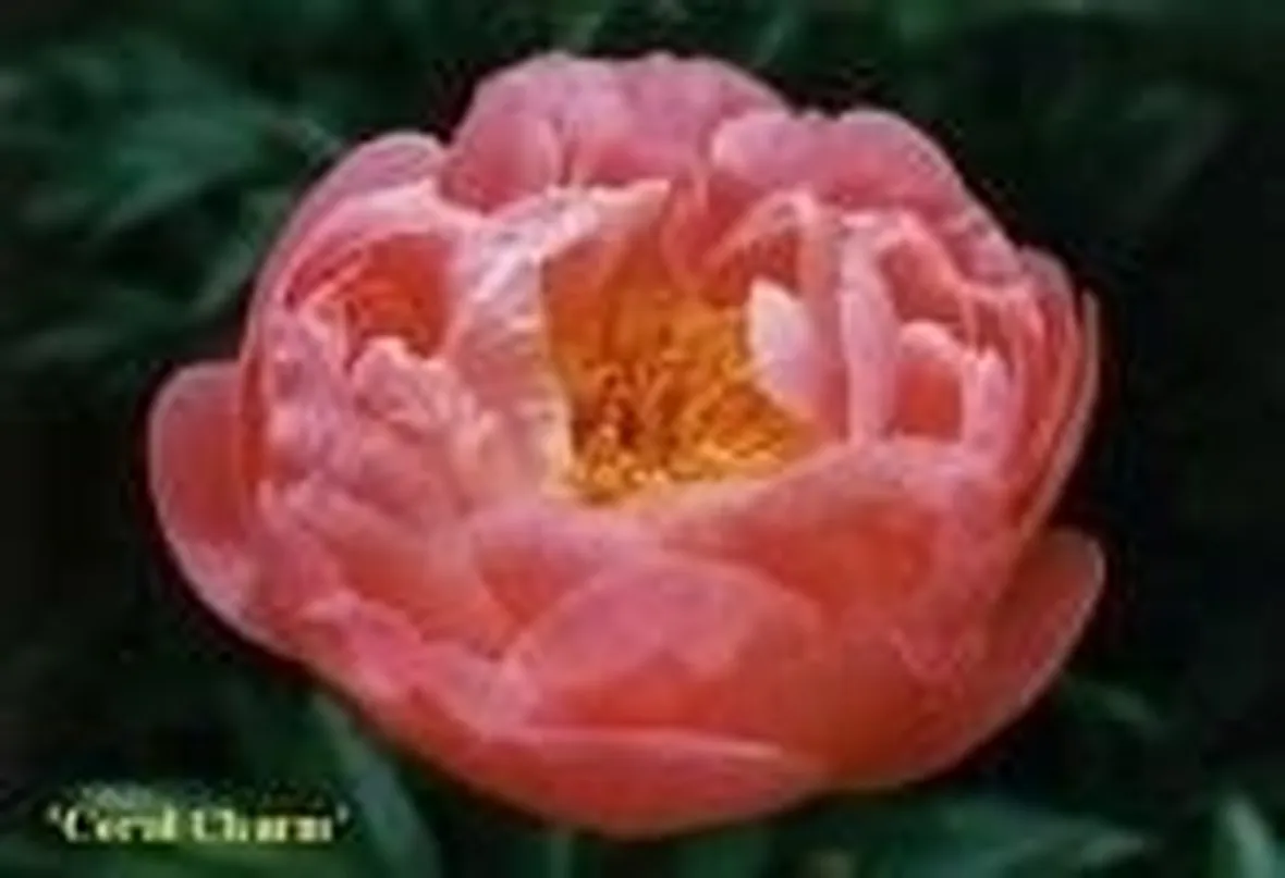 Peonia in fiore