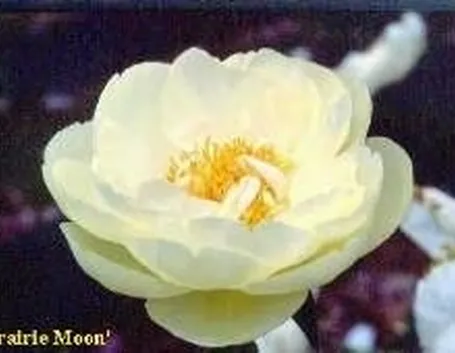 Peonia