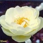 Peonia