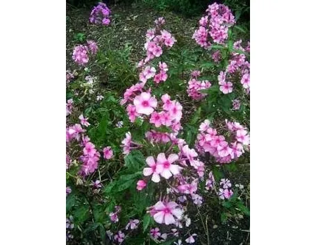 phlox 