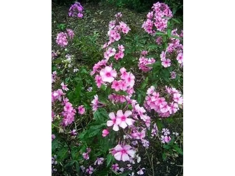 phlox