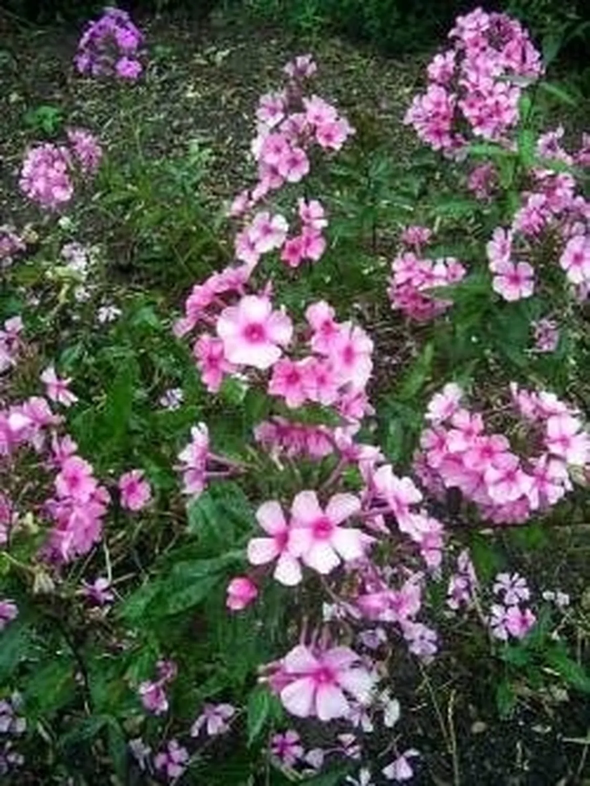 phlox
