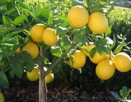 limone
