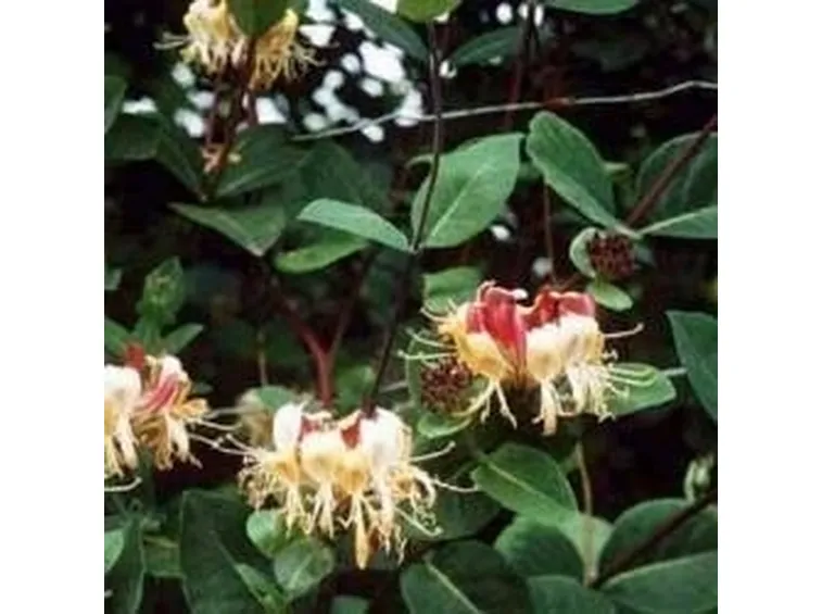 Lonicera