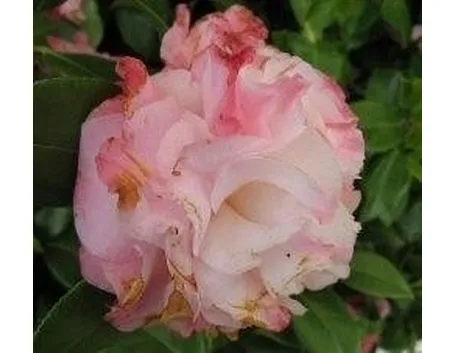 Camellia