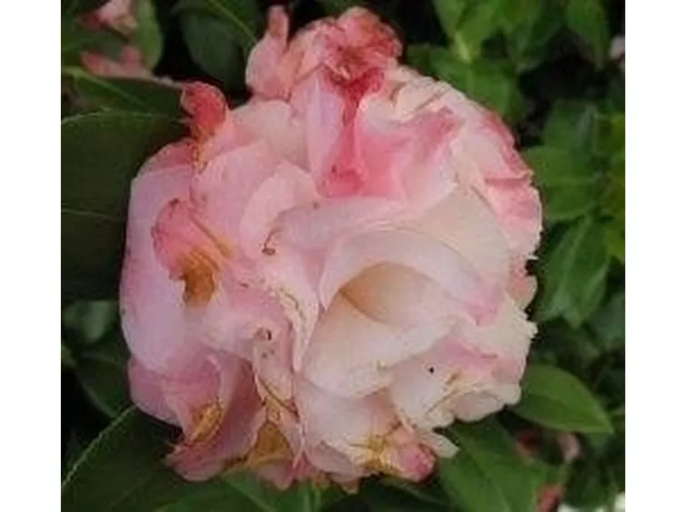 Camellia