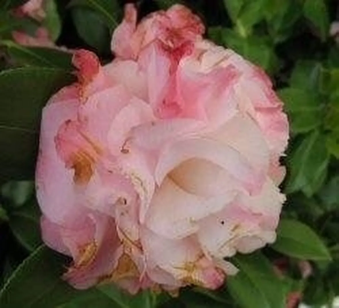 Camellia
