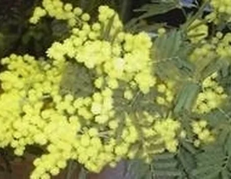 mimosa