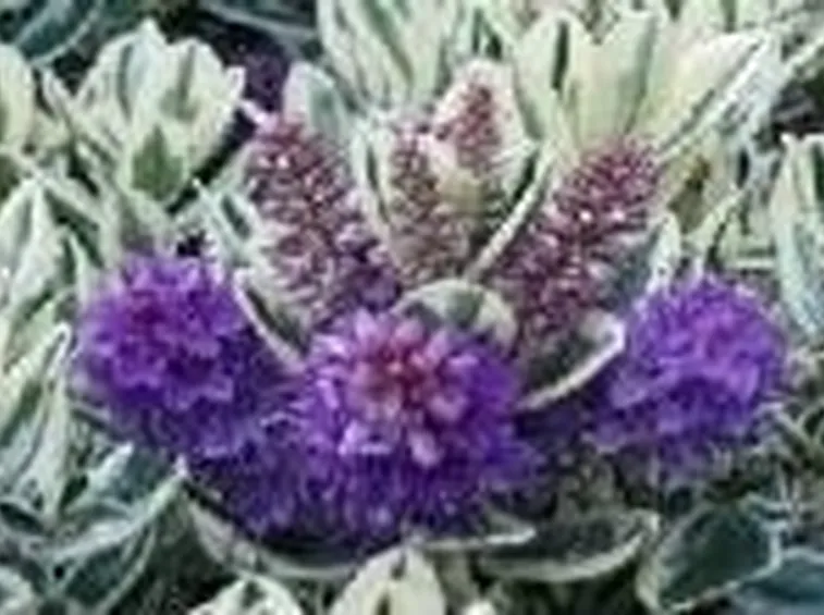 hebe in fiore