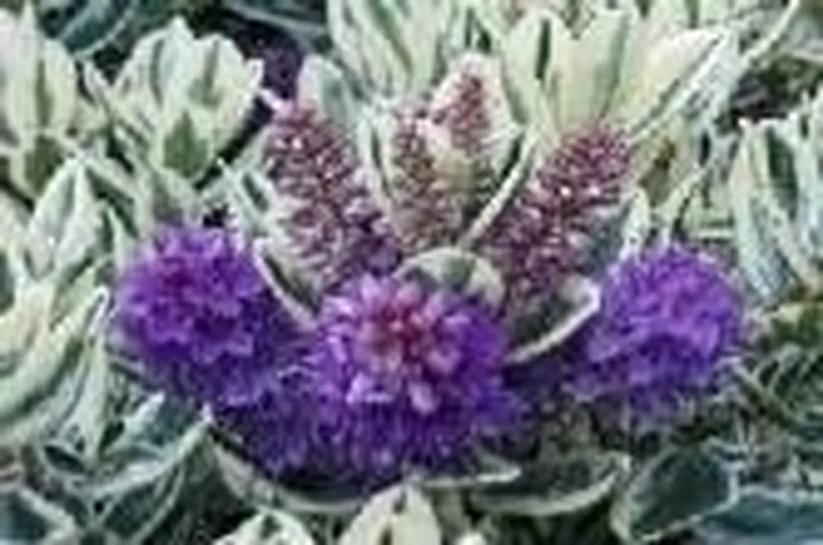 hebe in fiore