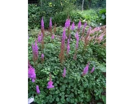 Astilbe