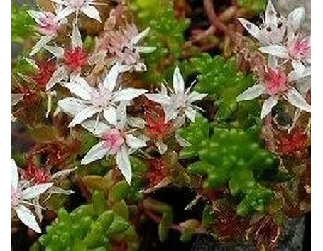 Sedum