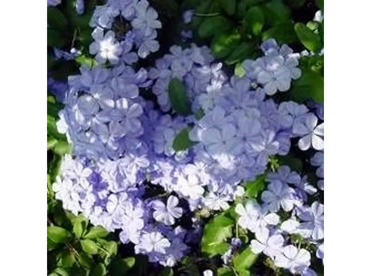 Plumbago