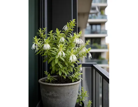Leucothoe