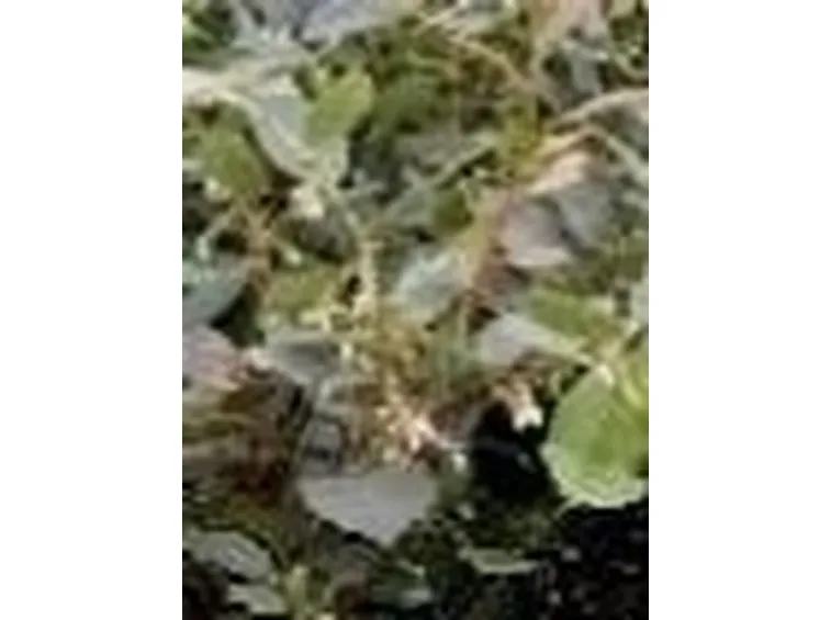Leucothoe