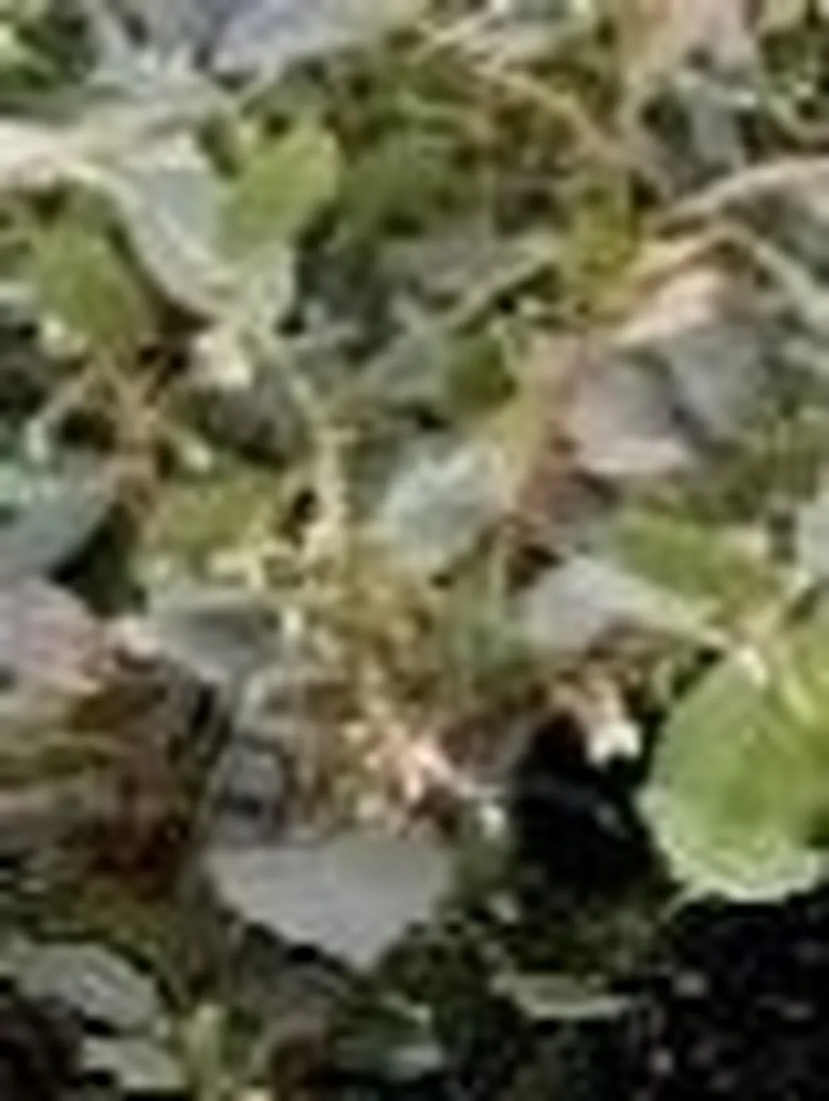 Leucothoe
