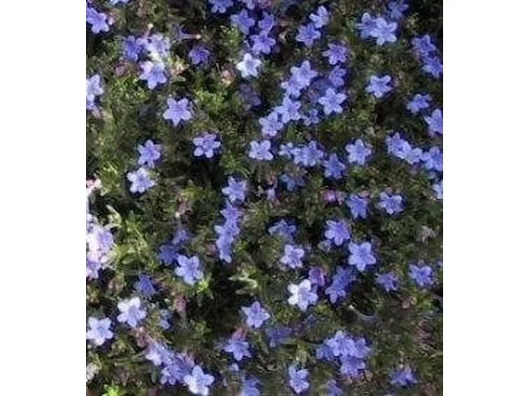 Litodora
