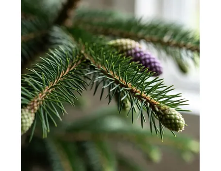 Abies coreana